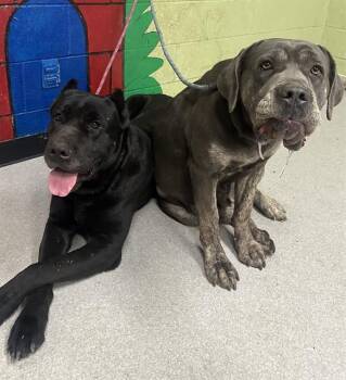 Cane Corso Dogs Available for Adoption - CALLIE | PetCurious