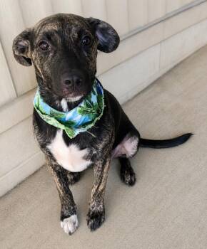 Astro -  Mixed Breed Dog for Adoption in Taycheedah, Wisconsin - Astro | PetCurious