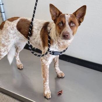 Mixed Breed Dogs Available for Adoption in Las Cruces, New Mexico - 106287 | PetCurious