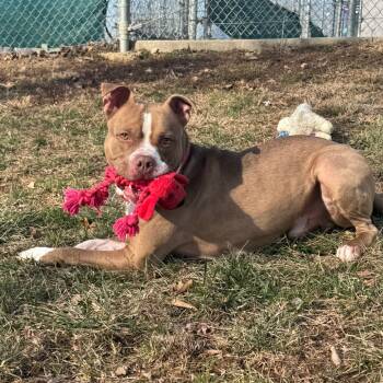 Rescue Terrier Dogs for Adoption in Wilmington, Delaware - Benji | PetCurious