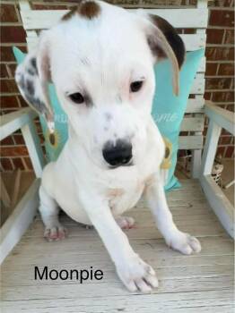 Mixed Breed Dogs Available for Adoption in Groveland, Massachusetts - Moonpie | PetCurious
