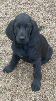 Bloodhound and Golden Retriever Dogs Available for Adoption - Moe | PetCurious