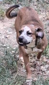 Misha -  Mixed Breed Dog for Adoption in Boston, Massachusetts - Misha | PetCurious