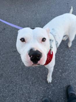 Pit Bull Terrier Dogs Available for Adoption in Henderson, North Carolina - Earl Chico | PetCurious