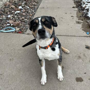 Australian Cattle Dog Blue Heeler Dogs Available for Adoption - Jesse | PetCurious