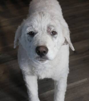 Great Pyrenees and Mixed Breed Dogs Available for Adoption - Breeze | PetCurious