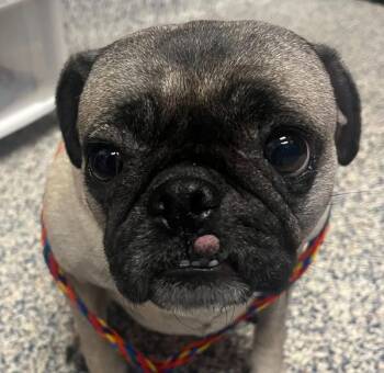 Baguette -  Pug Dog for Adoption in Golden, Colorado - Baguette | PetCurious