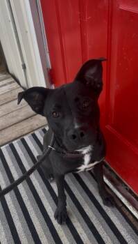 Black Labrador Retriever and American Staffordshire Terrier Dogs Available for Adoption - Edward | PetCurious