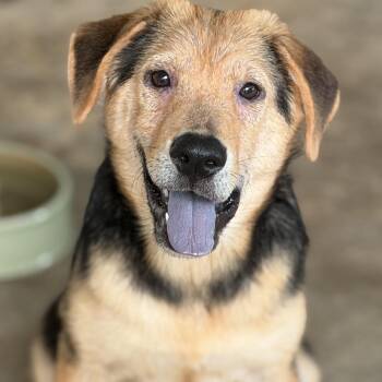 SASSY -  German Shepherd Dog and Labrador Retriever Dog for Adoption in Fosters, Alabama - SASSY | PetCurious