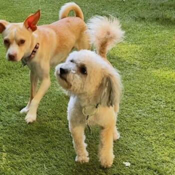 Poodle and Mixed Breed Dogs Available for Adoption in San Francisco, California - Marbles | PetCurious
