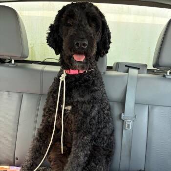 Poodle and Mixed Breed Dogs Available for Adoption in Galveston, Texas - Bonnie | PetCurious