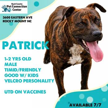 PATRICK  Available NOW - ADOPTION or RESCUE! -  Mixed Breed Dog for Adoption in Nashville, North Carolina - PATRICK  Available NOW - ADOPTION Or RESCUE! | PetCurious