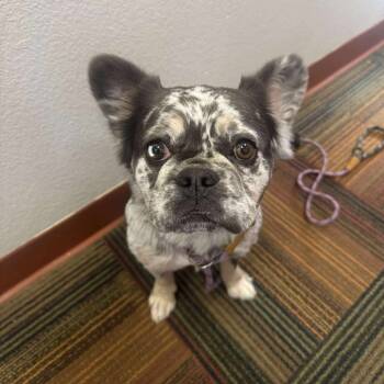 Rescue French Bulldog Dogs for Adoption in Wichita, Kansas - Lola 2 | PetCurious