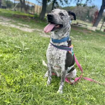 Speckles -  Australian Cattle Dog Blue Heeler Dog for Adoption in Center Point, Texas - Speckles | PetCurious