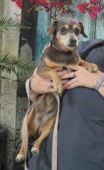 Winnie -  Dachshund Dog for Adoption in Herndon, Virginia - Winnie | PetCurious