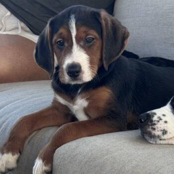 Foxtrot -  Mixed Breed Dog for Adoption in Mentor, Ohio - Foxtrot | PetCurious