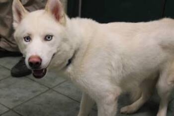 Rescue Husky and Mixed Breed Dogs for Adoption in Weatherford, Texas - Alaska | PetCurious