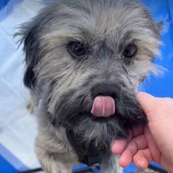 Rescue Lhasa Apso Dogs for Adoption in Dallas, Texas - Quincey | PetCurious