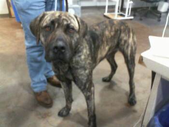 Mixed Breed Dogs Available for Adoption - TEXAS | PetCurious