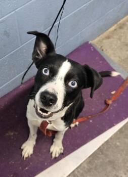 Terrier Dogs Available for Adoption in Evansville, Indiana - Oreo Pie | PetCurious