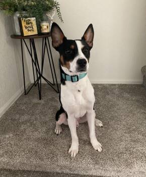 Rescue Rat Terrier Dogs for Adoption in Elizabeth, Colorado - Oreo | PetCurious