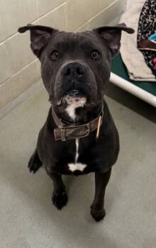 Rescue American Bulldog and Boxer Dogs for Adoption in Willmar, Minnesota - Adrik | PetCurious