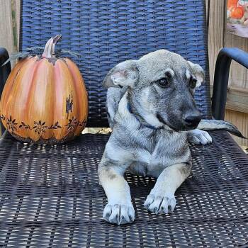 Rescue German Shepherd Dog Dogs for Adoption in Hopkinton, Massachusetts - Pumpkin | PetCurious