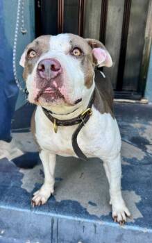 Bunny -  Pit Bull Terrier Dog for Adoption in Los Angeles, California - Bunny | PetCurious