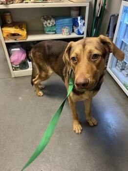 Lucas the Spider -  Shepherd and Mixed Breed Dog for Adoption in Fresno, California - Lucas The Spider | PetCurious