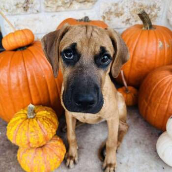 Rescue Hound Dogs for Adoption in Seguin, Texas - Elmo | PetCurious