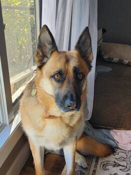 Rescue German Shepherd Dog Dogs for Adoption in Paw Paw, Michigan - Ruger | PetCurious