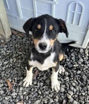 Shepherd and Labrador Retriever Dogs Available for Adoption - NIVA | PetCurious