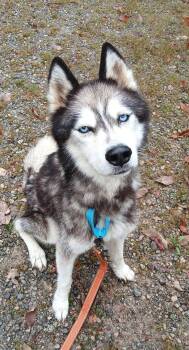 SAINT -  Husky Dog for Adoption in Pegram, Tennessee - SAINT | PetCurious