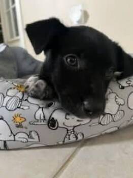 Retriever and Mixed Breed Dogs Available for Adoption in Saugus, Massachusetts - Oreo Cute | PetCurious