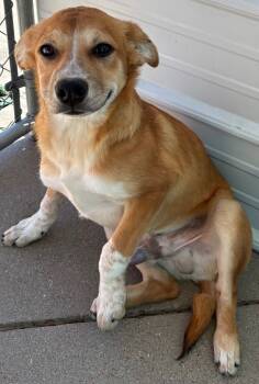 Rescue Cattle Dog and Labrador Retriever Dogs for Adoption in Fort Lupton, Colorado - Beagan | PetCurious