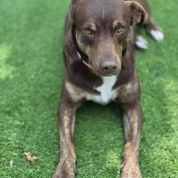 Brownie -  Mixed Breed Dog for Adoption in Blairstown, New Jersey - Brownie | PetCurious
