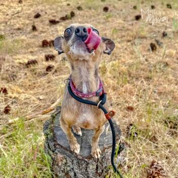 Shaynee -  Chihuahua Dog Available for Adoption in Spokane, Washington - Shaynee | PetCurious