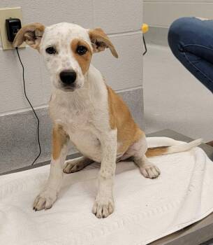 California -  Mixed Breed Dog for Adoption in Chillicothe, Ohio - California | PetCurious