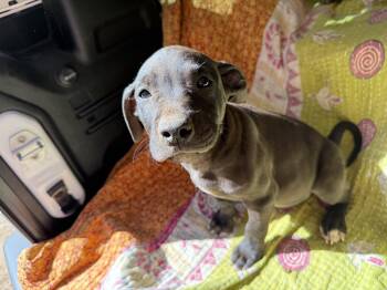 Black Mouth Cur and Boxer Dogs Available for Adoption in Newborn, Georgia - DEEK | PetCurious