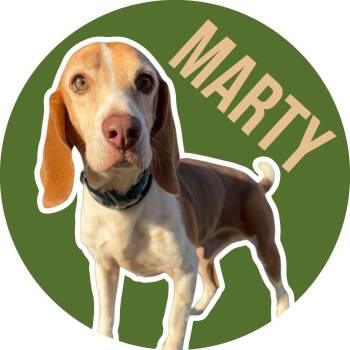 Beagle Dogs Available for Adoption - Marty | PetCurious