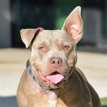 American Bulldog Dogs Available for Adoption in Fort Lauderdale, Florida - LILA | PetCurious