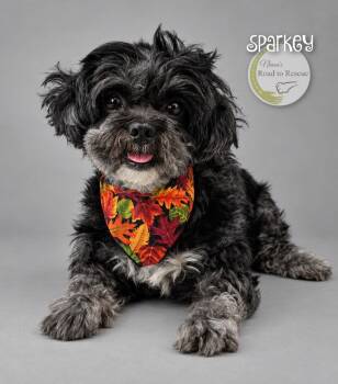 Sparkey -  Shih Tzu Dog for Adoption in Benton, Louisiana - Sparkey | PetCurious