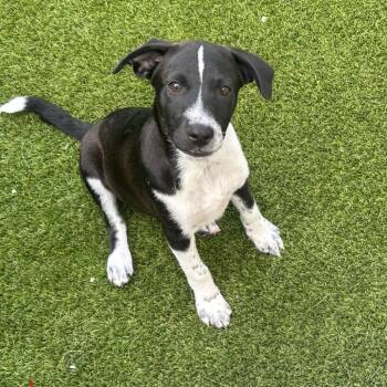 Blue Cheese 1052 -  Labrador Retriever and Mixed Breed Dog Available for Adoption in Loxahatchee Groves, Florida - Blue Cheese 1052 | PetCurious