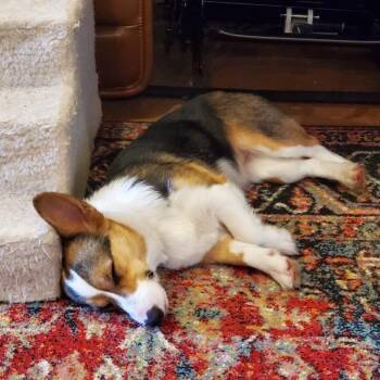 Corgi Dogs Available for Adoption in Duncan, Oklahoma - Layla | PetCurious