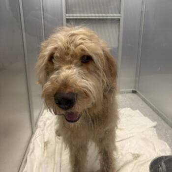 Mixed Breed Dogs Available for Adoption in Mentor, Ohio - Sammie | PetCurious