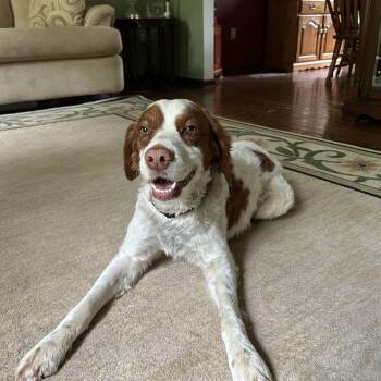 Brittany Spaniel Dogs Available for Adoption in Marion, Massachusetts - Dodge | PetCurious