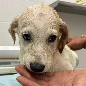 Grammi -  Terrier and Mixed Breed Dog for Adoption in Corpus Christi, Texas - Grammi | PetCurious