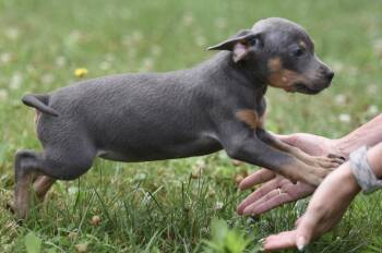 Gracey -  Pit Bull Terrier Dog for Adoption in Mechanicsburg, Pennsylvania - Gracey | PetCurious