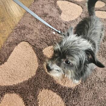 Terrier and Chihuahua Dogs Available for Adoption in Ferndale, Washington - Swiffer | PetCurious