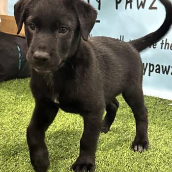 Rickety -  Rottweiler Dog for Adoption in Fredericksburg, Virginia - Rickety | PetCurious